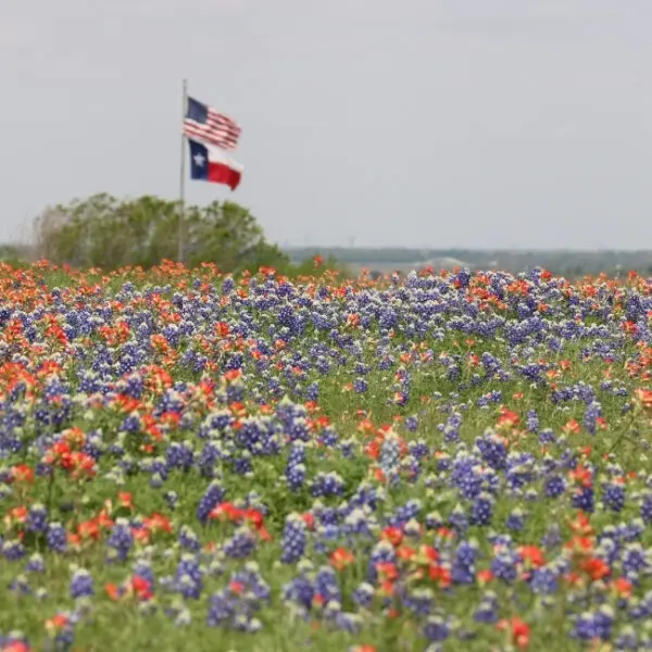 Harvest Blog: Flower Mound City Guide: The Best of Small-Town Living Near the City