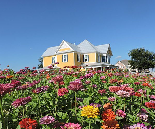 Harvest Blog: Planting for Pollinators in North Texas