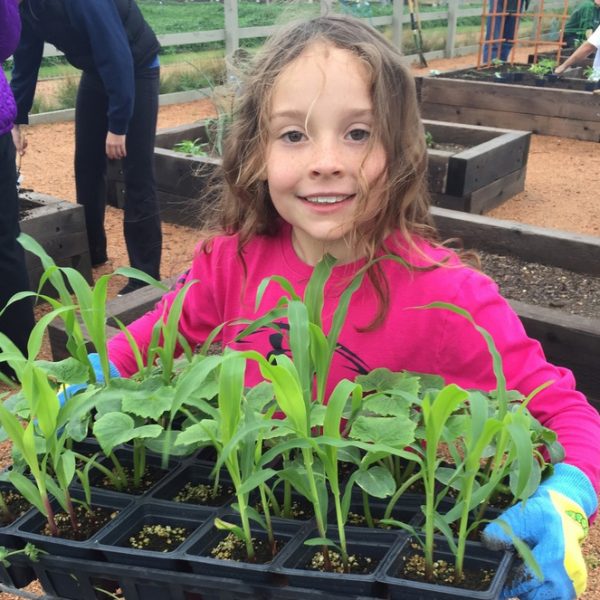 Harvest Blog: A Beginner’s Guide to Micro Gardening