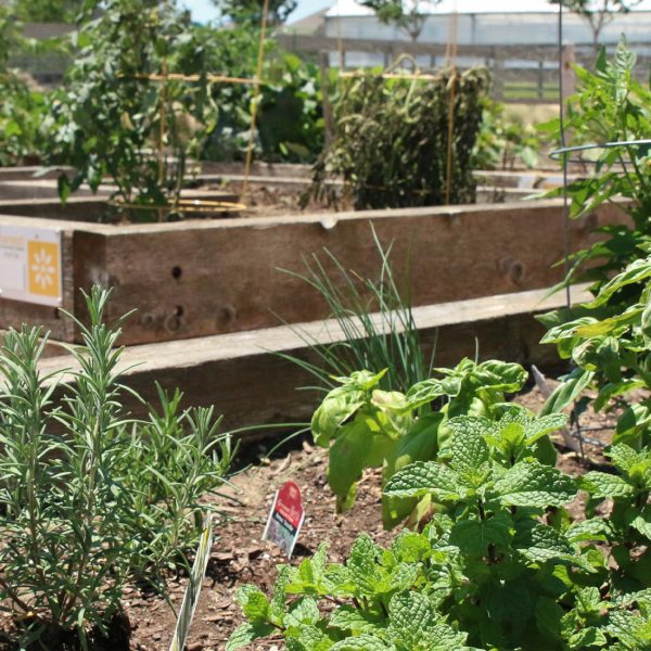 Residents grow herbs to tomatoes in raised beds