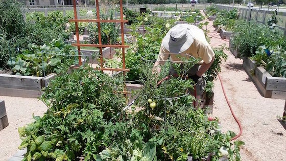 Harvest Blog: Harvesting Time!