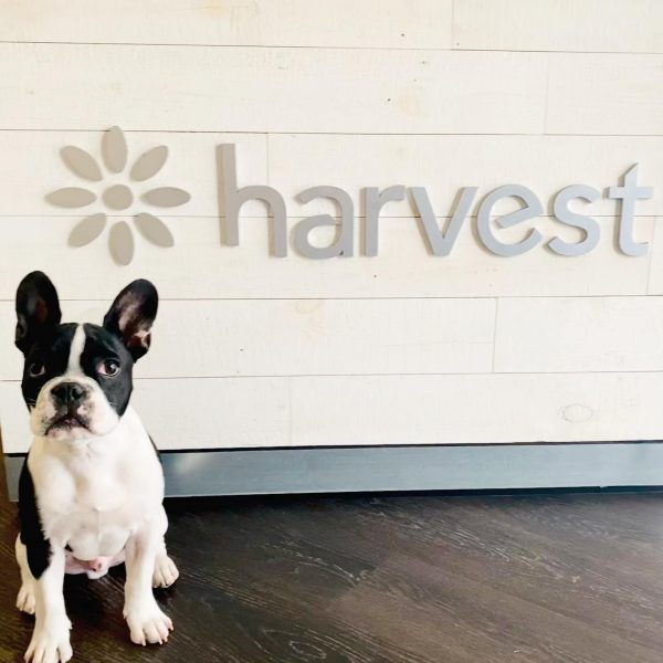 Our future Harvest mascot? 