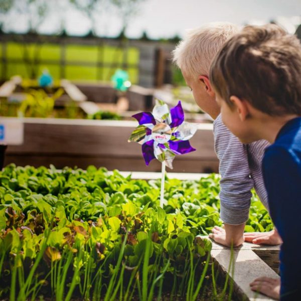 Harvest Blog: Family Home Garden Ideas & Tips