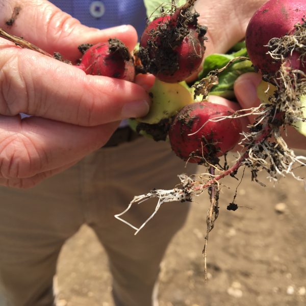 Harvest Blog: 8 Ways Gardening Can Improve Your Health