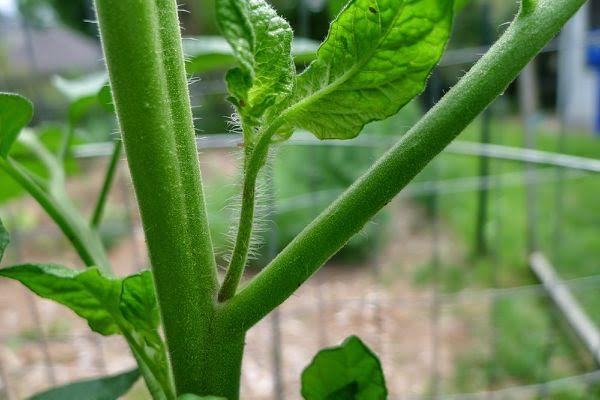 Harvest Blog: Let’s Talk About Pruning…