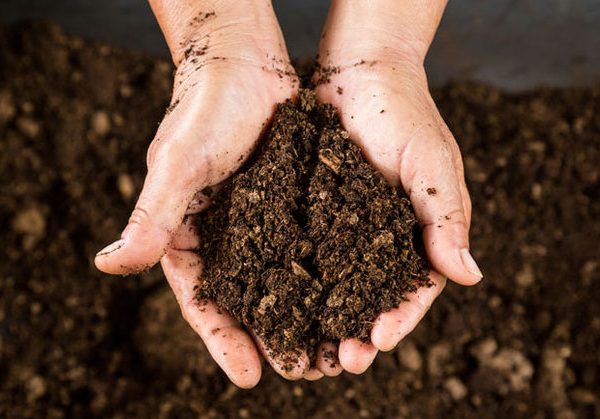 Harvest Blog: Farmer Ross Talks About Soil Management