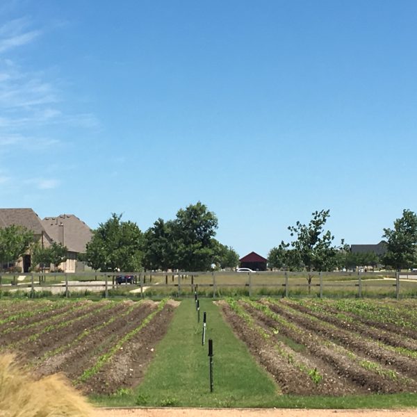 Harvest Blog: What Is An Agrihood?