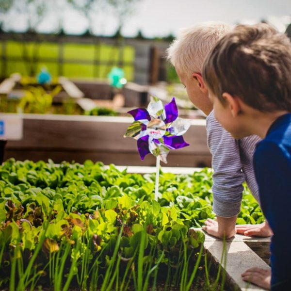 Learn how to garden with your own raised bed