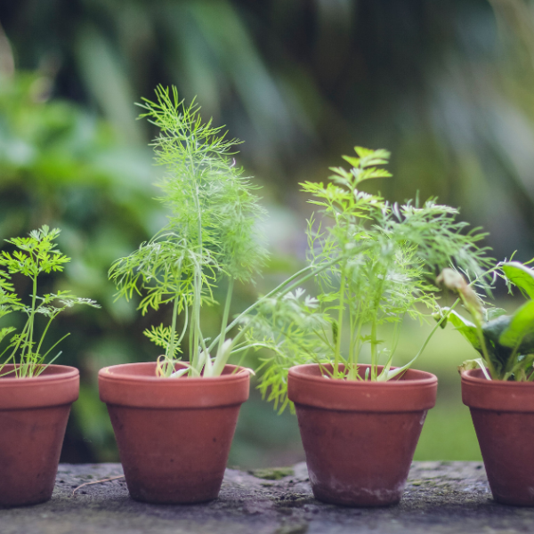 Harvest Blog: Planning A Patio Garden: What You Need to Get Started