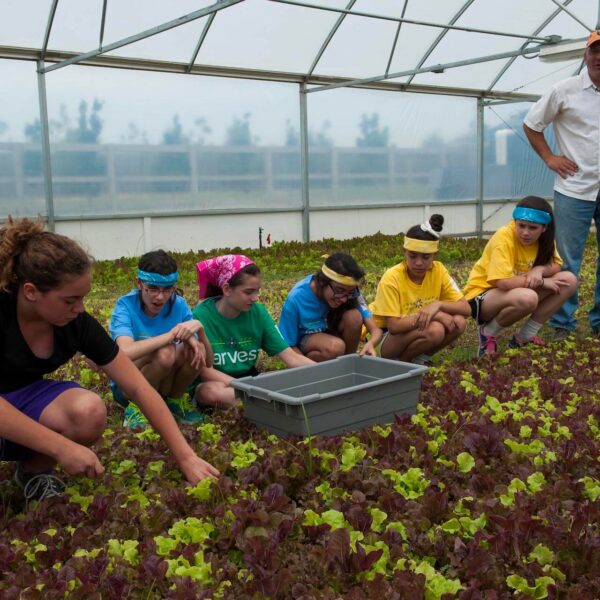 Harvest Blog: What is Community Supported Agriculture?